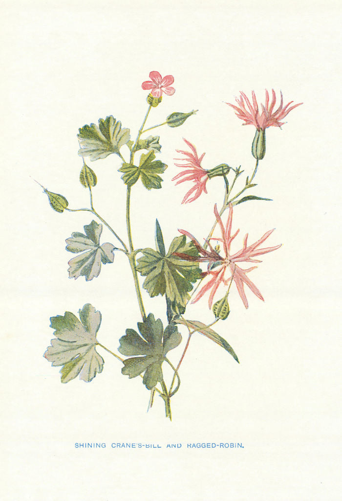 Shining Crane's-bill. Wild Flowers by Frederick Edward Hulme c1895 old print